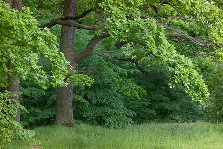 Summer landscape trees in the forest close-upの写真素材