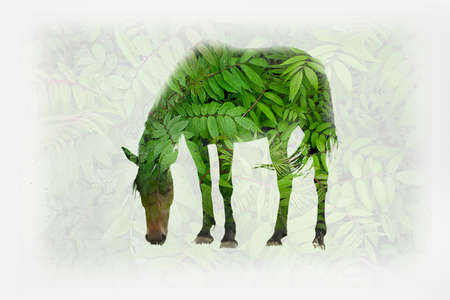 a horse close-up on a white background. Double exposure. Green leavesの写真素材