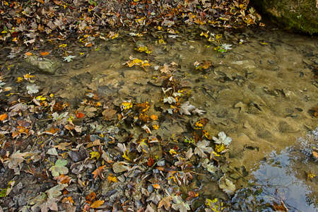 background water surface covered with autumn leaves close-upの写真素材
