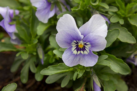 close-up blue pansy flowers growing on a flower bed