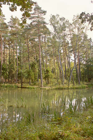 summer landscape lake in the woodsの写真素材