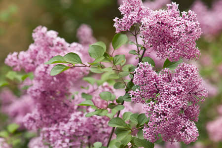 A bush with a branch of blooming lilacs in close-upの写真素材