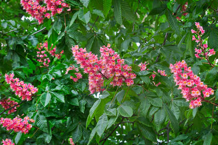 A blooming chestnut tree with pink flowers  close-upの写真素材
