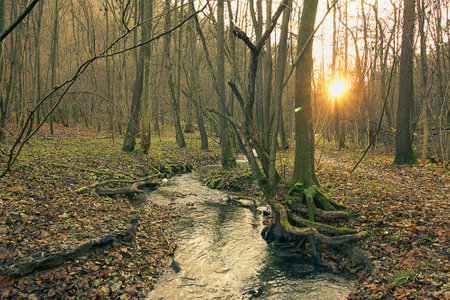 golden autumn in the forest. Landscape with a river in an autumn forestの写真素材