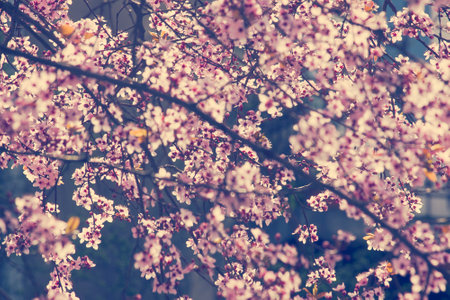 spring background blossom tree with pink flowers close-upの写真素材