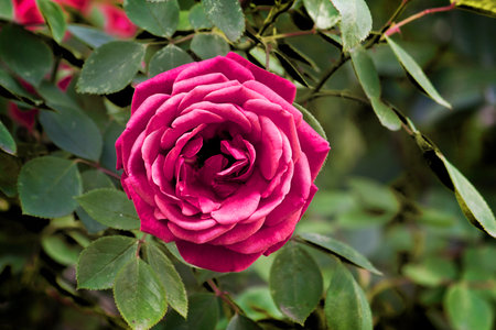 A blooming pink rose on a bush in close-upの写真素材