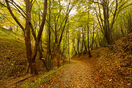 A road in an autumn forest studded with yellow leavesの写真素材