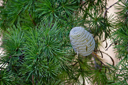 Blue cone on a spruce tree close-upの写真素材