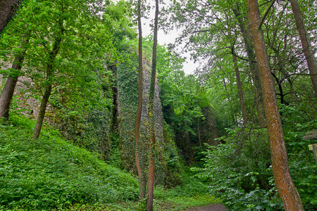 forest gorge landscape with rock and treesの写真素材
