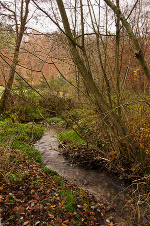 golden autumn in the forest. Landscape with a river in an autumn forestの写真素材