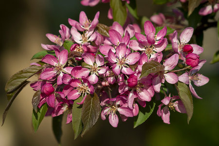 branch of a blossoming apple tree close-up with pink flowersの写真素材