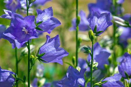 blue garden bells close-up. Bluebells blooming in the gardenの写真素材