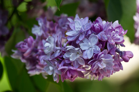 a bunch of blossoming purple lilacs closeupの写真素材