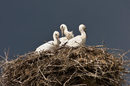 A nest with three storks in front of a stormy overcast skyの写真素材
