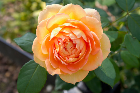 Close-up of a yellow rose growing on a bushの写真素材
