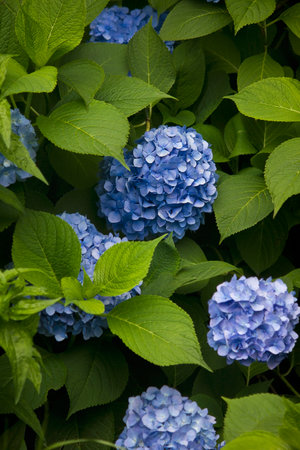 A hydrangea bush in bloom. blue hydrangea flower close-upの写真素材