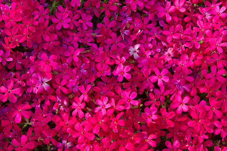 background of pink phloxes close-up blooming in the gardenの写真素材