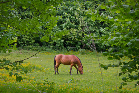 A saddle horse grazing in a meadow among dandelionsの写真素材