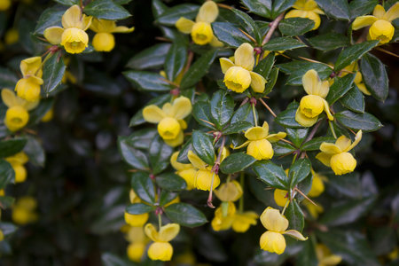 A blooming spring barberry bush with yellow flowers in close-upの写真素材