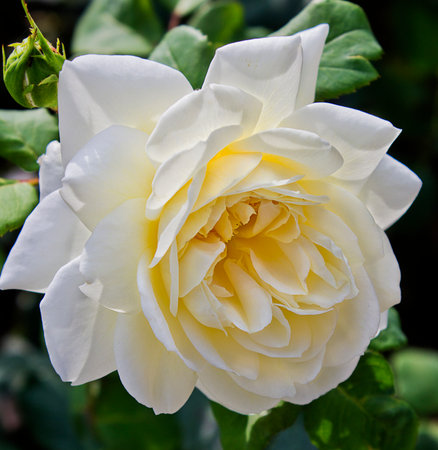 Close-up of a White rose growing on a bushの写真素材