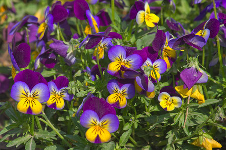 yellow-purple pansies flowers close-up growing in the gardenの写真素材