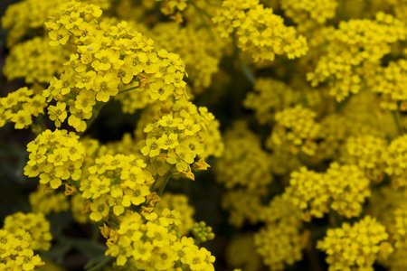 Yellow flowers of campanula garganica  close-up. A flowering shrub with yellow flowers.の写真素材
