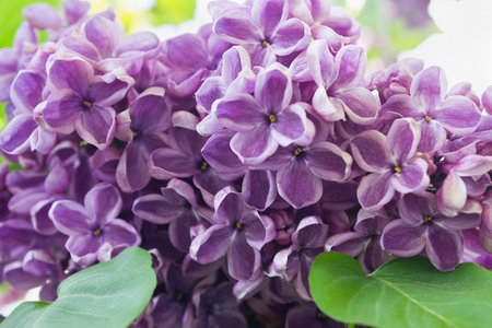 Spring bush of blooming purple lilacs close-upの写真素材