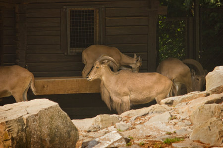 mane sheep in a zoo enclosureの写真素材
