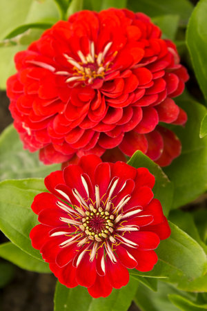 A close-up of a red zinnia flower growing in a garden bedの写真素材