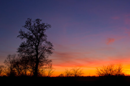 A colorful sunset with the silhouette of a tree and bushesの写真素材