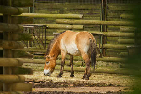 Przewalski's horse grazing in a pen in a zooの写真素材