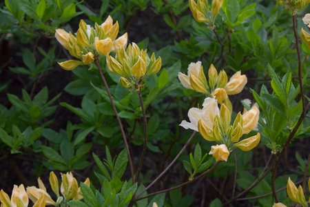rhododendron shrubs in bloom with yellow flowers in the gardenの写真素材