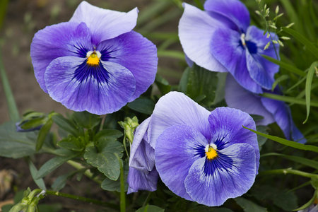 Blue pansies flowers close-up growing in the gardenの写真素材