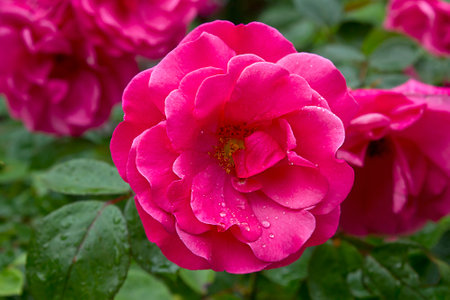 Close-up of a pink rose growing on a bushの写真素材