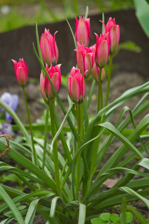 a pink tulip close-up growing in a flowerbedの写真素材