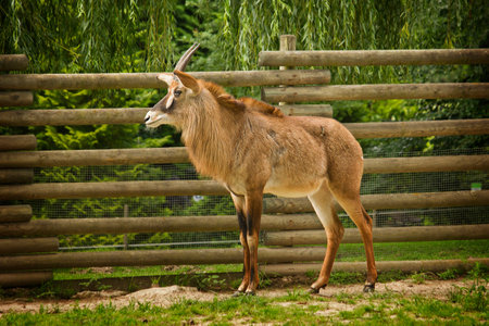 equine antelope in a pen in a zooの写真素材