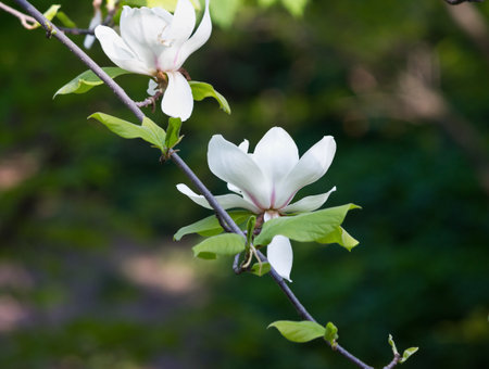 Branch with white magnolia flowers closeup on a green backgroundの写真素材