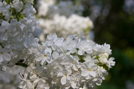 Spring bush of blooming white lilacs close-upの写真素材