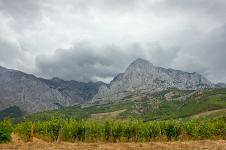 Landscape with vineyards on a cloudy day with mountains in the backgroundの写真素材