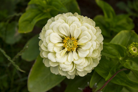 A close-up of a white zinnia flower growing in a garden bedの写真素材
