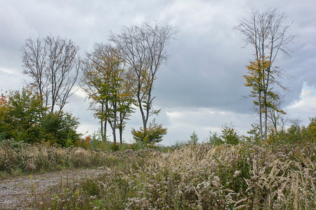 Autumn landscape a field of yellowed grass and fallen treesの写真素材