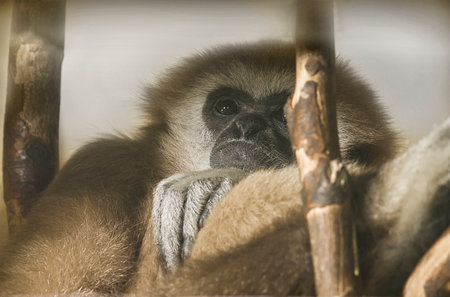 Close-up of a gibbon monkey sitting in an enclosure in a zooの写真素材