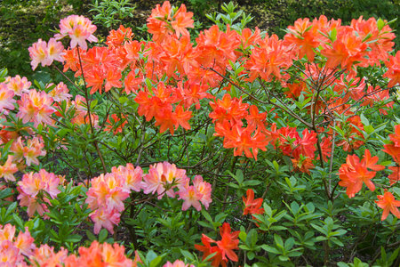 rhododendron shrubs in bloom with orange and pink flowers in the gardenの写真素材