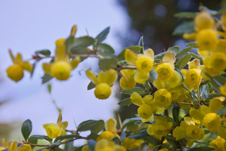 A blooming spring barberry bush with yellow flowers in close-upの写真素材