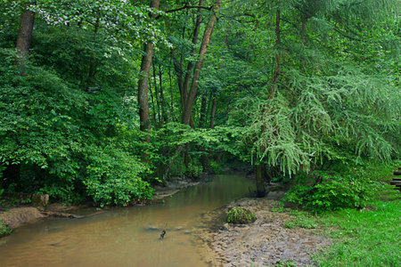 landscape with a stream in a green forestの写真素材