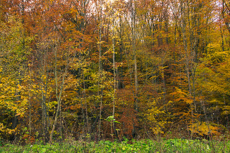 an autumn landscape. View of an autumn forest with yellow leavesの写真素材