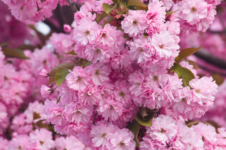 Pink Sakura blossoms on a tree in close-up. A spring flowering Japanese cherry tree.の写真素材