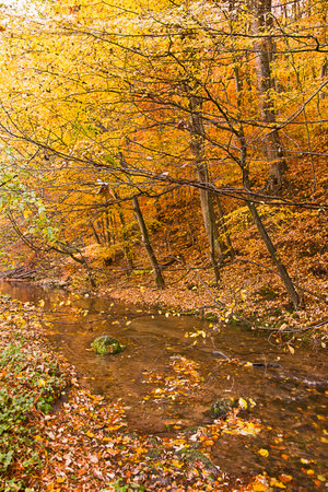 golden autumn in the forest. Landscape with a river in an autumn forestの写真素材