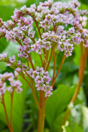 Pink badanum flower (bergenia) close-up growing in the gardenの写真素材