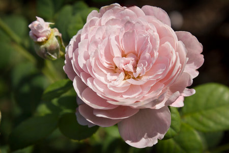 Close-up of a pink rose growing on a bushの写真素材